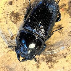 ◎阿古谷産オオクワガタ新成虫ペア①◎♂71、♀43（配送は着払い）の画像