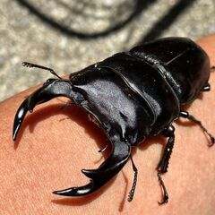 ◎阿古谷産オオクワガタ新成虫ペア②◎♂74、♀44（配送は着払い）