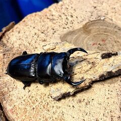 ◎阿古谷産オオクワガタ新成虫ミニペア③◎♂43、♀38（配送は着払い）