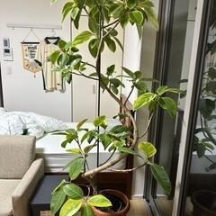観葉植物⭐︎フィカス⭐︎アルテシマ　