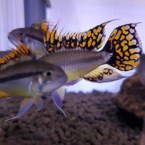 アピストグラマカカトイデス雄5匹
