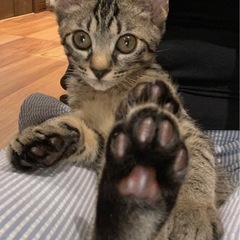 ちょー甘えん坊のギジ猫さん里親募集