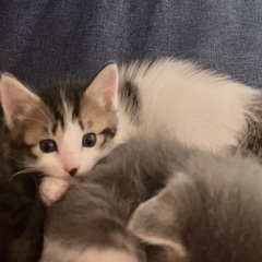 1.5ヶ月　キャリコ　ホワイトベースの可愛い仔猫さん