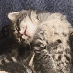 2ヶ月の長毛　ふわふわの可愛い仔猫さん