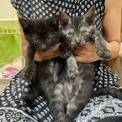 人懐っこい2ヶ月兄妹猫クマとマーブル
