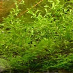 国産パールグラス②　1カップ～　無農薬　熱帯魚、金魚、メダカ、エビなどの水槽に　水草の画像