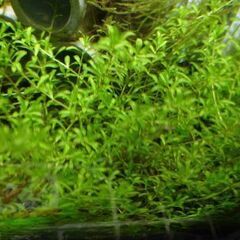 国産パールグラス②　1カップ～　無農薬　熱帯魚、金魚、メダカ、エ...