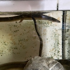 日本ウナギ