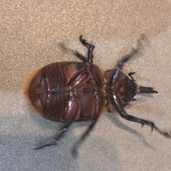 ネプチューンオオカブト　ミニサイズの画像