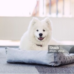 8/28(水)19:00-横浜中華街のサモエドカフェ行きたい人募集‼️の画像