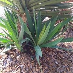 ユッカ　蘭　植木　緑　木　庭