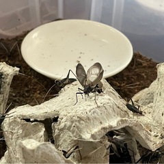 鈴虫　スズムシ