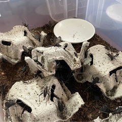 鈴虫　スズムシの画像