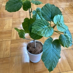 大型観葉植物フィカスウンベラータ17