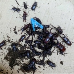 【最短本日渡し可能・100匹以上】ノコギリクワガタ・コクワガタ ...