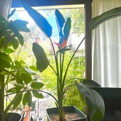 【売約済み】[植物売ります] ストレリチア レギネ