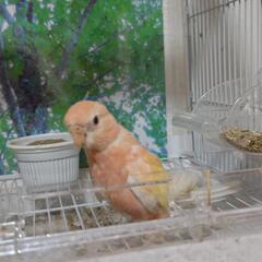 アキクサインコ(里親様決定)