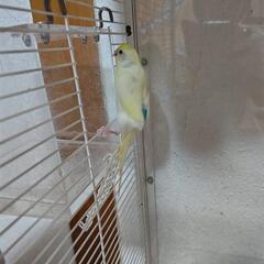 セキセイインコ中雛(お話し中)