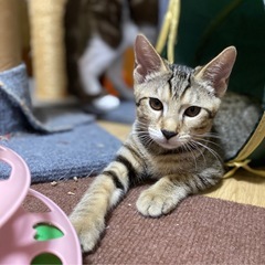 キジトラのゆうちゃん♀