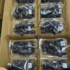 栃木県産、岩舟、巨峰