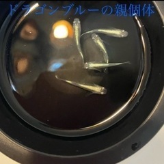 ドラゴンブルーの稚魚（1センチ前後）8匹600円からで＋１匹50円です！！ 数が増えてきたので数を増量して再投稿しました。の画像