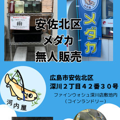 安佐北区　メダカ無人販売所　ミックスメダカ３ペア1,000円〜の画像
