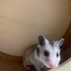 ゴールデンハムスターの赤ちゃん