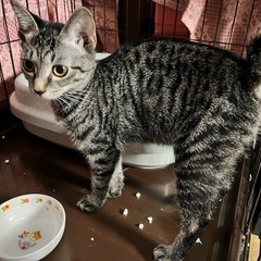 5ヶ月の子猫(女の子)ワクチン接種済　【オス猫くんは里親さんが決...