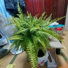 観葉植物