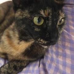お話進んでいます。ベタ慣れ　人が大好き♡サビ猫　３歳未満　メス