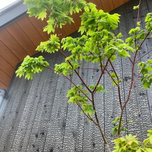 造園工事、庭木剪定　お庭解体　庭木撤去など