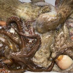 四日市港より出航！伊勢湾奥で、いろんな魚を釣りに行こう！ - その他