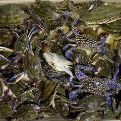 四日市港より出航！伊勢湾奥で、いろんな魚を釣りに行こう！ − 三重県