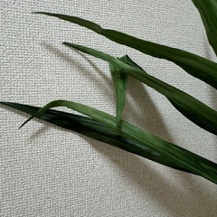 〔受け渡し決定〕フェイクグリーンの画像