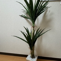 〔受け渡し決定〕フェイクグリーンの画像