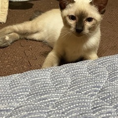 シャムちゃん♡トンキニーズ風