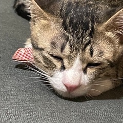 愛嬌たっぷりキジシロくん - 熊本市