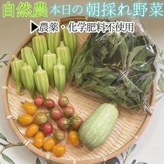 【自然農】本日の朝採れ野菜 セット