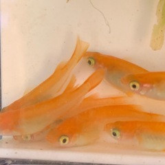 メダカ　楊貴妃