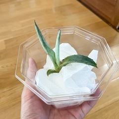 アガベ