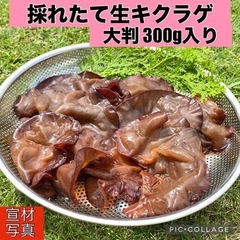 ①【採れたて】生キクラゲ  300g菌床栽培