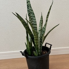 サンスベリアA