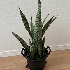 サンスベリアAの画像