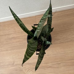サンスベリアAの画像