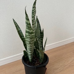 サンスベリアAの画像