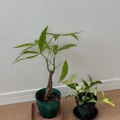 パキラとポトスのセット