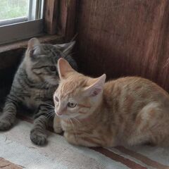 子猫😺茶トラ.キジトラ.ハチワレ３キョウダイ