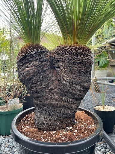 ココスヤシ幹経30センチNO25月6日までの受付になります。現在新規