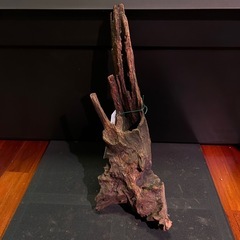 流木⑦の画像