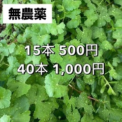 4)ノチドメ（40本）